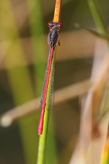 J01_3922 Ceriagrion tenellum.JPG